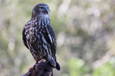 Lone Pine Koala Sanctuary Admission With Brisbane River Cruise - Maitland Accommodation 11