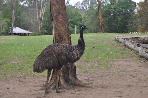 Lone Pine Koala Sanctuary Admission With Brisbane River Cruise - Maitland Accommodation 5