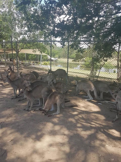 Lone Pine Koala Sanctuary Admission With Brisbane River Cruise - Maitland Accommodation 18