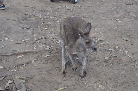 Lone Pine Koala Sanctuary Admission With Brisbane River Cruise - Maitland Accommodation 3