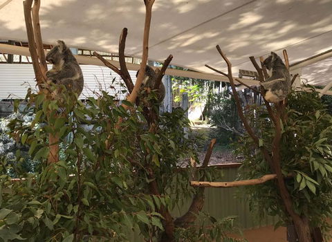 Lone Pine Koala Sanctuary Admission With Brisbane River Cruise - Maitland Accommodation 16