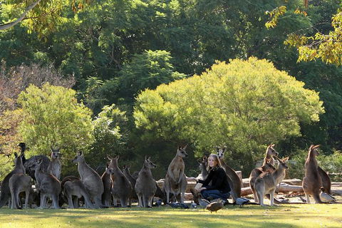 Lone Pine Koala Sanctuary Admission With Brisbane River Cruise - Maitland Accommodation 27