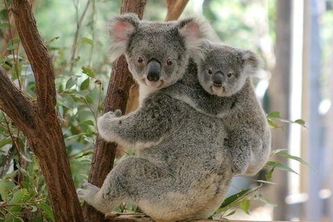 Lone Pine Koala Sanctuary Admission With Brisbane River Cruise - Maitland Accommodation 28