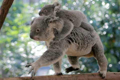 Lone Pine Koala Sanctuary Admission With Brisbane River Cruise - Maitland Accommodation 30