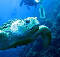 Scuba Dive the S.S. Yongala Wreck on the Great Barrier Reef. - Maitland Accommodation