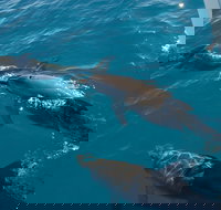 Fraser Island  Dolphin Sailing Adventure - Maitland Accommodation