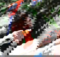 Small-Group 4WD Lamington National Park Day Trip from Brisbane - Maitland Accommodation