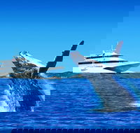 Tangalooma Island Resort Premium Dolphin Feeding Day Cruise with Whale Watching - Maitland Accommodation