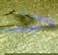 Dolphin Viewing Day Cruise to Tangalooma Island Resort on Moreton Island - Maitland Accommodation