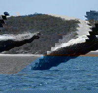 Hervey Bay Ultimate Whale Watching Cruise - Maitland Accommodation
