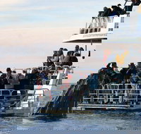 Hervey Bay Whale Watching Cruise - Maitland Accommodation