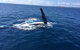 Three-Quarter Day Hervey Bay Premium Whale Watching Cruise - thumb 7