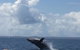 Three-Quarter Day Hervey Bay Premium Whale Watching Cruise - thumb 4