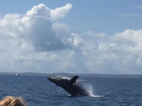 Three-Quarter Day Hervey Bay Premium Whale Watching Cruise - Maitland Accommodation 4