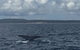 Three-Quarter Day Hervey Bay Premium Whale Watching Cruise - thumb 5