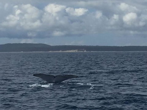 Three-Quarter Day Hervey Bay Premium Whale Watching Cruise - Maitland Accommodation 5