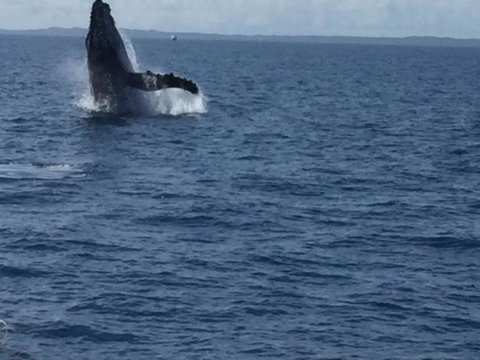Three-Quarter Day Hervey Bay Premium Whale Watching Cruise - Maitland Accommodation 3