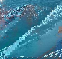 Three-Quarter Day Hervey Bay Premium Whale Watching Cruise - Maitland Accommodation