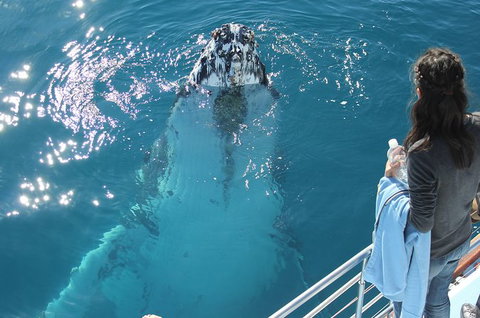 Three-Quarter Day Hervey Bay Premium Whale Watching Cruise - Maitland Accommodation 0