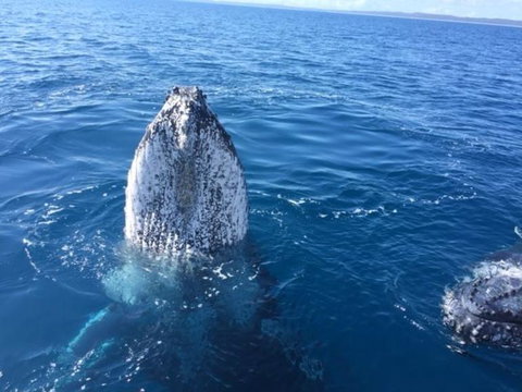Three-Quarter Day Hervey Bay Premium Whale Watching Cruise - Maitland Accommodation 8