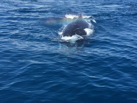 Three-Quarter Day Hervey Bay Premium Whale Watching Cruise - Maitland Accommodation 6