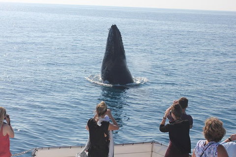 Three-Quarter Day Hervey Bay Premium Whale Watching Cruise - Maitland Accommodation 1
