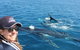 Three-Quarter Day Hervey Bay Premium Whale Watching Cruise - thumb 13