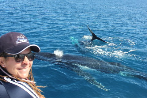 Three-Quarter Day Hervey Bay Premium Whale Watching Cruise - Maitland Accommodation 13