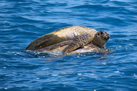 Three-Quarter Day Hervey Bay Premium Whale Watching Cruise - Maitland Accommodation 19