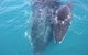 Three-Quarter Day Hervey Bay Premium Whale Watching Cruise - thumb 15