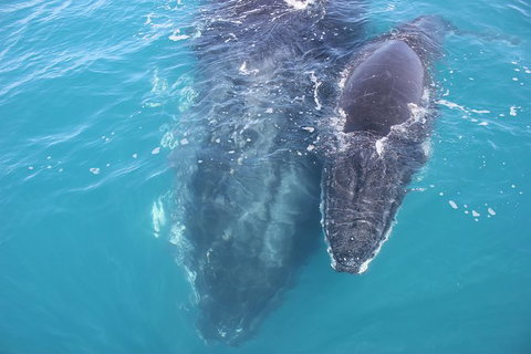 Three-Quarter Day Hervey Bay Premium Whale Watching Cruise - Maitland Accommodation 15