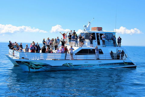 Three-Quarter Day Hervey Bay Premium Whale Watching Cruise - Maitland Accommodation 11