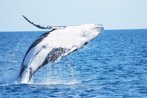 Three-Quarter Day Hervey Bay Premium Whale Watching Cruise - Maitland Accommodation 12