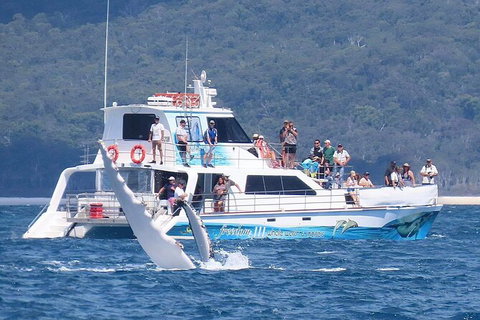 Three-Quarter Day Hervey Bay Premium Whale Watching Cruise - Maitland Accommodation 16