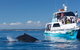 Three-Quarter Day Hervey Bay Premium Whale Watching Cruise - thumb 9