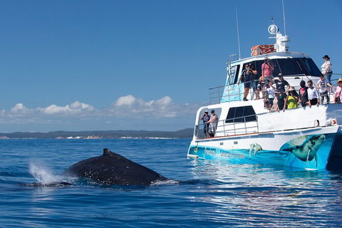 Three-Quarter Day Hervey Bay Premium Whale Watching Cruise - Maitland Accommodation 9