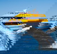 Spirit of Hervey Bay Whale Watching Cruise - Maitland Accommodation