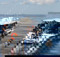 Hervey Bay Whale Swim and Watch - Maitland Accommodation