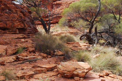 Kings Canyon Day Trip From Ayers Rock - Maitland Accommodation 24