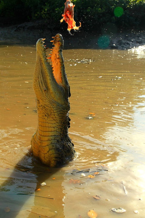 Litchfield And Jumping Crocodiles Full Day Trip From Darwin - Maitland Accommodation 7