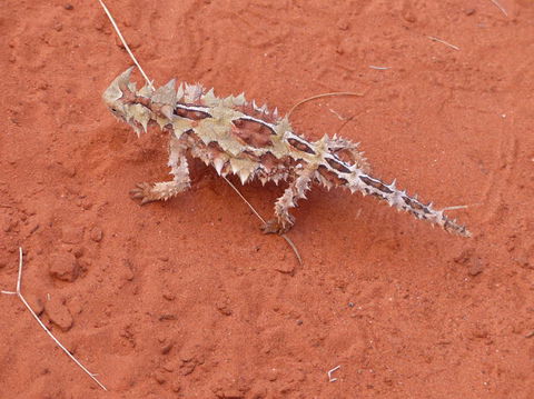 Alice Springs Highlights Half-Day Tour - Maitland Accommodation 5