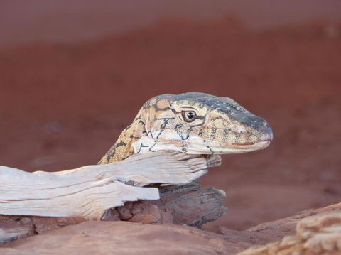 Alice Springs Highlights Half-Day Tour - Maitland Accommodation 6