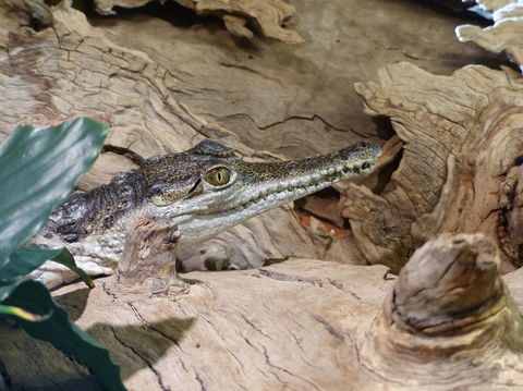 Alice Springs Highlights Half-Day Tour - Maitland Accommodation 7