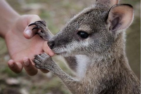 Top Didj Cultural Experience & Art Gallery - Maitland Accommodation 1