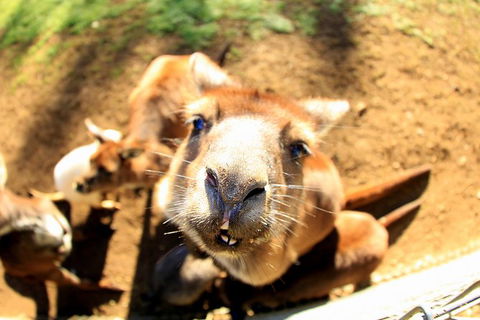 All-Inclusive Blue Mountains Day Trip With River Cruise - Maitland Accommodation 1