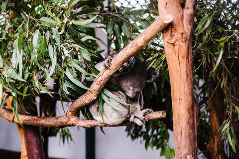 All-Inclusive Blue Mountains Day Trip With River Cruise - Maitland Accommodation 14