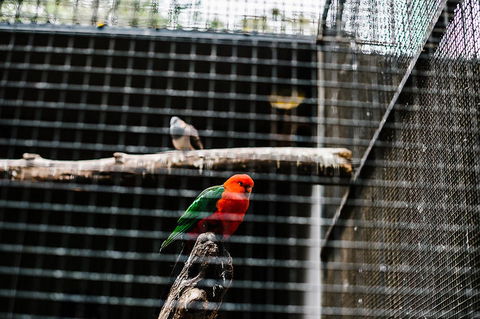 All-Inclusive Blue Mountains Day Trip With River Cruise - Maitland Accommodation 17