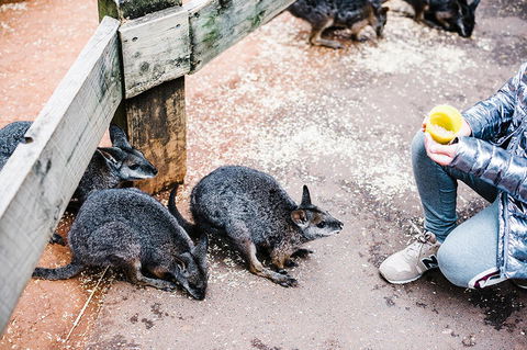 All-Inclusive Blue Mountains Day Trip With River Cruise - Maitland Accommodation 15