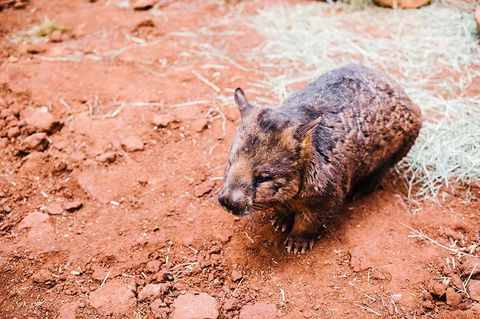 All-Inclusive Blue Mountains Day Trip With River Cruise - Maitland Accommodation 16