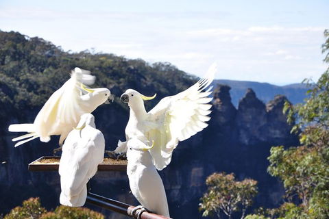 All-Inclusive Blue Mountains Tour In A Luxury Mercedes Sprinter - Maitland Accommodation 4